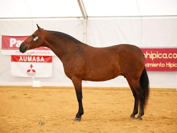 ENAMORADA-CXIX-YEGUADA-FUENLEZ5