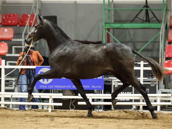 VALEROSA-SAL-YEGUADA-FUENLEZ3